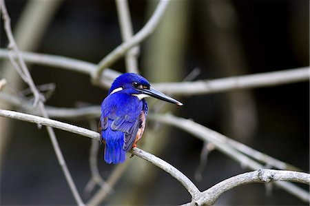 simsearch:400-04587823,k - Tree Kingfisher, Queensland, Australia Stock Photo - Rights-Managed, Code: 841-07204999