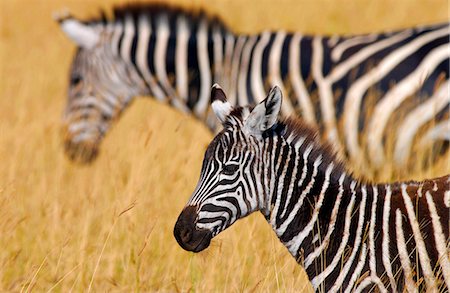 simsearch:841-07201797,k - Common Plains Zebra (Grant's) & foal, Ngorongoro Crater, Tanzania Stock Photo - Rights-Managed, Code: 841-07204992