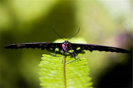 simsearch:841-06345488,k - Female Cairns Birdwing butterfly on a fern leaf, North Queensland, Australia Photographie de stock - Rights-Managed, Code: 841-07205008