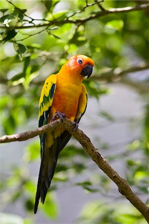 simsearch:400-04587823,k - Sun Conure parrot perched on a branch, Queensland, Australia Stock Photo - Rights-Managed, Code: 841-07205009