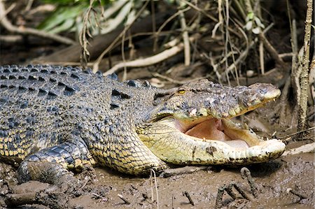 simsearch:841-07201893,k - Crocodile in muddy shallows of the Mossman River, Daintree, Australia Foto de stock - Con derechos protegidos, Código: 841-07205002