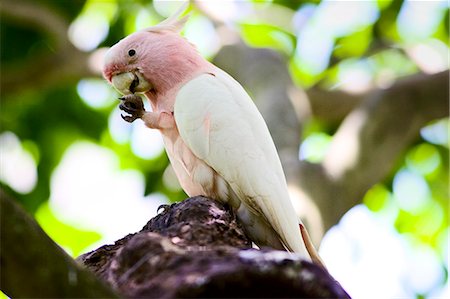simsearch:400-04587823,k - Major Mitchell Cockatoo perched on branch, Queensland, Australia Stock Photo - Rights-Managed, Code: 841-07205011
