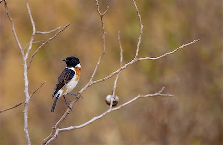 simsearch:841-07082375,k - African Stonechat,  Ngorongoro, Tanzania, East Africa Photographie de stock - Rights-Managed, Code: 841-07205034