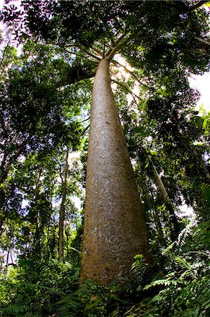 simsearch:841-07201608,k - Kauri Pine tree, Barron Gorge National Park, Queensland, Australia Photographie de stock - Rights-Managed, Code: 841-07205039
