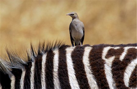 simsearch:841-07201797,k - A bird resting on  the back of a Common Plains Zebra (Grant's), Ngorongoro Crater, Tanzania Stock Photo - Rights-Managed, Code: 841-07205047