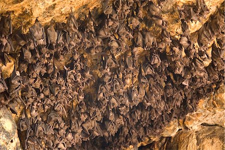 Bats on roof of cave chamber inside Purah Goa Lawah, Hindu Bat Temple cave, eastern Bali, Indonesia, Southeast Asia, Asia Stock Photo - Rights-Managed, Code: 841-07205107