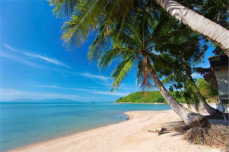 Palm trees overhanging Bangrak Beach, Koh Samui, Thailand, Southeast Asia, Asia Stock Photo - Rights-Managed, Code: 841-07205164