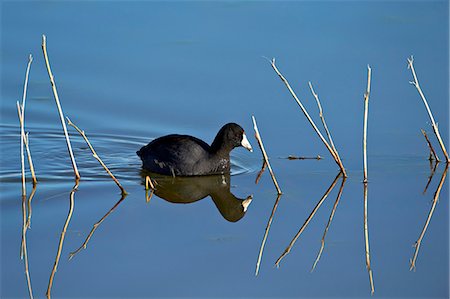 simsearch:841-03674388,k - American coot (Fulica americana) swimming, Bosque del Apache National Wildlife Refuge, New Mexico, United States of America, North America Stock Photo - Rights-Managed, Code: 841-07205476