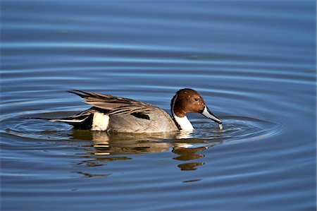 drake - Northern pintail (Anas acuta) drake, Bosque del Apache National Wildlife Refuge, New Mexico, United States of America, North America Stock Photo - Rights-Managed, Code: 841-07205477
