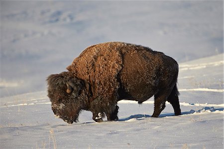 simsearch:841-06446818,k - Bison (Bison bison) bull in the snow, Yellowstone National Park, Wyoming, United States of America, North America Stock Photo - Rights-Managed, Code: 841-07205497