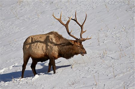 simsearch:841-06446818,k - Bull elk (Cervus canadensis) feeding in the winter, Yellowstone National Park, Wyoming, United States of America, North America Stock Photo - Rights-Managed, Code: 841-07205499