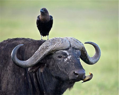 simsearch:841-07082375,k - Cape Buffalo (African buffalo) (Syncerus caffer), white-naped raven (white-necked raven) (Corvus albicollis) and a yellow-billed oxpecker (Buphagus africanus), Ngorongoro Crater, Tanzania, East Africa, Africa Photographie de stock - Rights-Managed, Code: 841-07205505