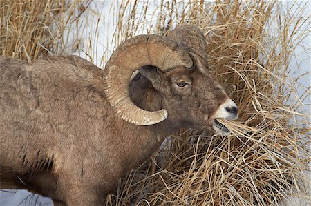 ram animal side view - Bighorn sheep (Ovis canadensis) ram eating in the winter, Yellowstone National Park, Wyoming, United States of America, North America Stock Photo - Rights-Managed, Code: 841-07205500