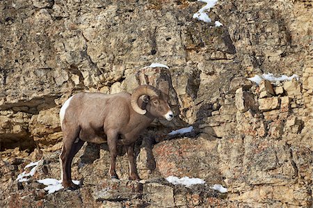 simsearch:841-07913862,k - Bighorn sheep (Ovis canadensis) in the winter, Yellowstone National Park, Wyoming, United States of America, North America Stock Photo - Rights-Managed, Code: 841-07205501