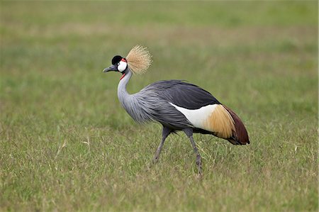 simsearch:841-07082375,k - Grey crowned crane (Southern crowned crane) (Balearica regulorum), Ngorongoro Crater, Tanzania, East Africa, Africa Photographie de stock - Rights-Managed, Code: 841-07205502