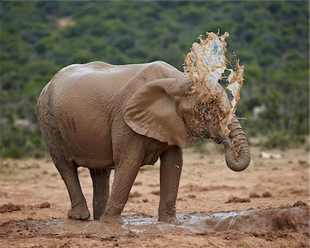 Female African elephant (Loxodonta africana) mud bathing, Addo Elephant National Park, South Africa, Africa Stock Photo - Rights-Managed, Code: 841-07205524