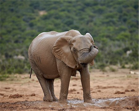 simsearch:841-07782300,k - Female African elephant (Loxodonta africana) rubbing her eye while mud bathing, Addo Elephant National Park, South Africa, Africa Stock Photo - Rights-Managed, Code: 841-07205525