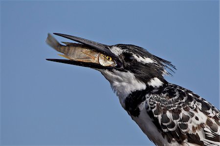 simsearch:862-03821015,k - Pied kingfisher (Ceryle rudis) with a fish, Kruger National Park, South Africa, Africa Foto de stock - Con derechos protegidos, Código: 841-07205534
