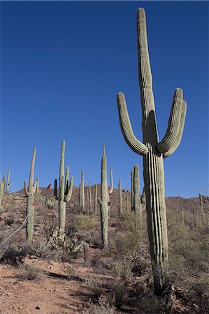 Saguaro Cactus (Camegiea Gigantea), West-Tucson Mountain District, Saguaro National Park, Arizona, United States of America, North America Foto de stock - Con derechos protegidos, Código: 841-07205821