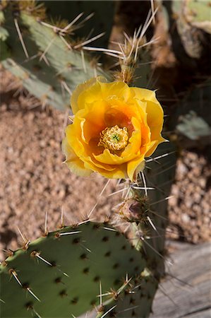 Flower of the prickly pear cactus (Opuntia), West-Tucson Mountain District, Saguaro National Park, Arizona, United States of America, North America Foto de stock - Con derechos protegidos, Código: 841-07205830