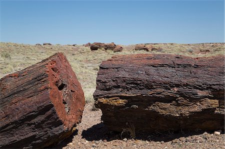 petrified (fossilized) - Petrified logs from the late Triassic period, 225 million years ago, Long Logs Trail, Petrified Forest National Park, Arizona, United States of America, North America Stock Photo - Rights-Managed, Code: 841-07205848