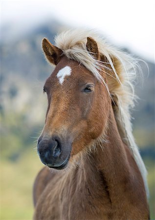 Wild horse, Iceland, Polar Regions Fotografie stock - Rights-Managed, Codice: 841-07206425