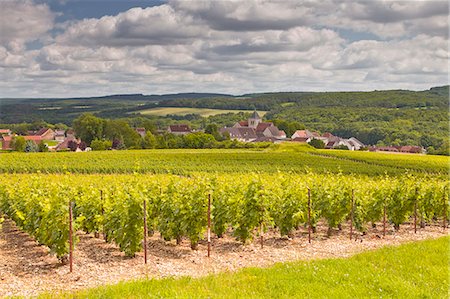 Champagne vineyards above the village of Landreville in the Cote des Bar area of Aube, Champagne-Ardennes, France, Europe Foto de stock - Con derechos protegidos, Código: 841-07206575
