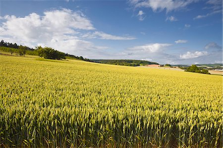 A wheat field in the Champagne area, France, Europe Foto de stock - Con derechos protegidos, Código: 841-07206584