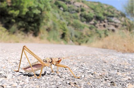 simsearch:841-06345488,k - Balkan sawing cricket (Saga natoliae), the largest predatory insect in Europe, crossing a mountain road, Samos, Greece, Europe Photographie de stock - Rights-Managed, Code: 841-07206627