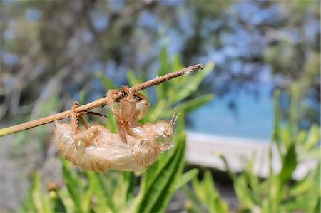 simsearch:841-06345488,k - Cicada (Cicada mordoganensis) nymphal exuvium on tree trunk, Potami beach, Samos, Greece, Europe Photographie de stock - Rights-Managed, Code: 841-07206629