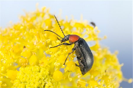 simsearch:841-06345488,k - Comb-clawed beetle (Heliotaurus ruficollis) feeding on giant fennel flowers (Ferula communis), Lagos, Algarve, Portugal, Europe Photographie de stock - Rights-Managed, Code: 841-07206630