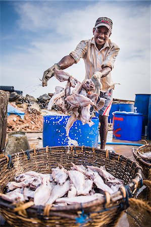 Fisherman working in Negombo fish market (Lellama), Sri Lanka, Asia Stock Photo - Rights-Managed, Code: 841-07201432