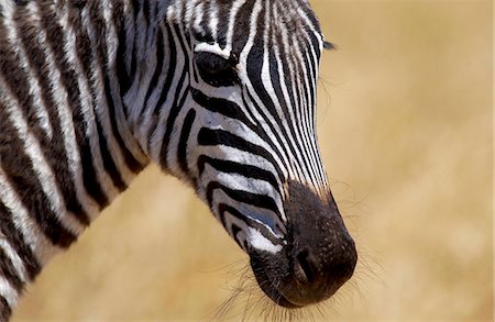 simsearch:841-07201893,k - Common Plains Zebra (Grant's), Ngorongoro Crater, Tanzania Foto de stock - Con derechos protegidos, Código: 841-07201590