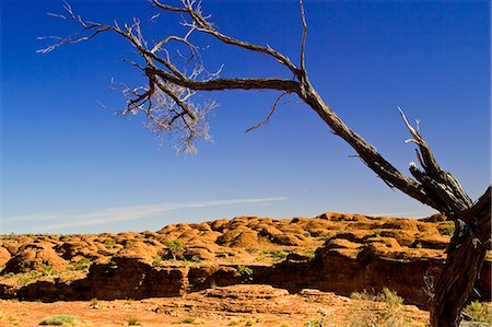 simsearch:841-07201608,k - Tree at King's Canyon, Northern Territory, Australia Photographie de stock - Rights-Managed, Code: 841-07201605
