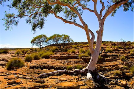 simsearch:841-07201608,k - Trees at King's Canyon, Northern Territory, Australia Stock Photo - Rights-Managed, Code: 841-07201606