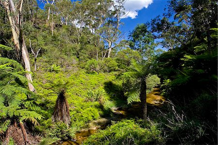 simsearch:841-07201608,k - Fern in the forest, Blue Mountain National Park, Katoomba, New South Wales, Australia. Photographie de stock - Rights-Managed, Code: 841-07201609