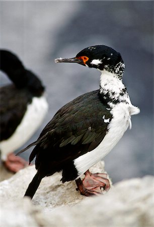 simsearch:841-07201893,k - Rock Shag Waterbird,  Falkland Islands Foto de stock - Con derechos protegidos, Código: 841-07201680