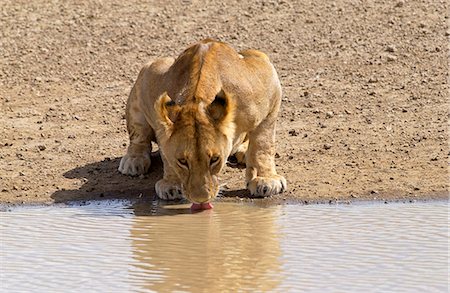 simsearch:841-07201893,k - Lioness drinking,Serengeti, East Africa Foto de stock - Con derechos protegidos, Código: 841-07201707