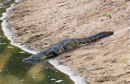 simsearch:841-07201797,k - Crocodile, Serengeti, Tanzania, East Africa Stock Photo - Rights-Managed, Code: 841-07201744
