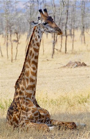 simsearch:841-07201893,k - Giraffe resting, Serengeti, Tanzania Foto de stock - Con derechos protegidos, Código: 841-07201755