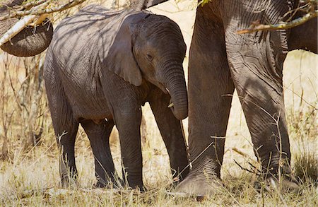 simsearch:841-07201893,k - Elephant calf feeding with its mother  in Serengeti, Tanzania Foto de stock - Con derechos protegidos, Código: 841-07201766