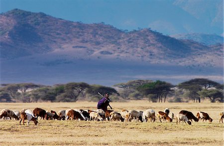 simsearch:841-07201797,k - Young Masai Warrior (moran) with his flock, Serengei Plains, Tanzania . Stock Photo - Rights-Managed, Code: 841-07201797