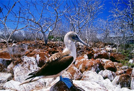 simsearch:841-07201893,k - Blue-footed Booby bird on Galapagos Islands, Ecuador Foto de stock - Con derechos protegidos, Código: 841-07201829