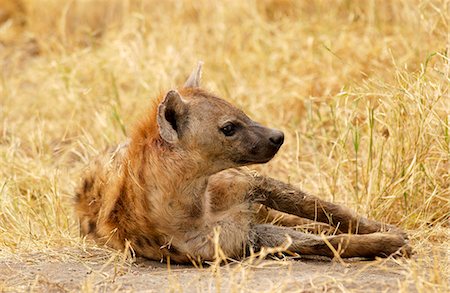 simsearch:841-07201893,k - Spotted Hyena  in grassland, Grumeti, Tanzania Foto de stock - Con derechos protegidos, Código: 841-07201834