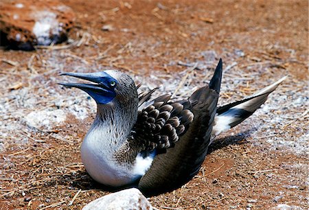 simsearch:841-07201893,k - Blue-footed Booby bird protecting her eggs on Galapagos Islands, Ecuador Foto de stock - Con derechos protegidos, Código: 841-07201830