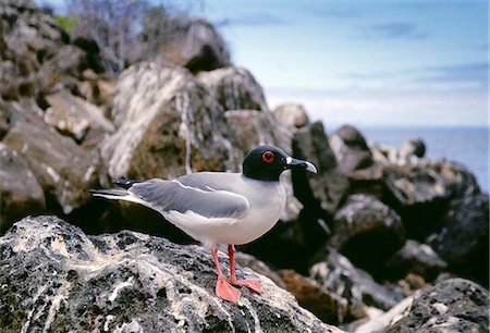 simsearch:841-07201893,k - Swallow-tailed gull perched rocks, Galapagos Islands, Ecuador Foto de stock - Con derechos protegidos, Código: 841-07201832