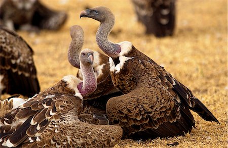 simsearch:841-07201893,k - Lappet Faced Vultures, Grumet, Tanzania, East Africa Foto de stock - Con derechos protegidos, Código: 841-07201848