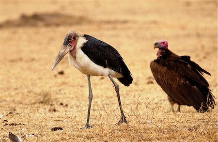 simsearch:841-07201797,k - Marabou stork, Grumet, Tanzania, East Africa Stock Photo - Rights-Managed, Code: 841-07201855