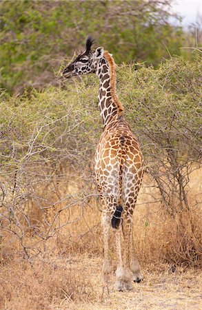 simsearch:841-07201797,k - Young Giraffe, Grumeti, Tanzania Stock Photo - Rights-Managed, Code: 841-07201866