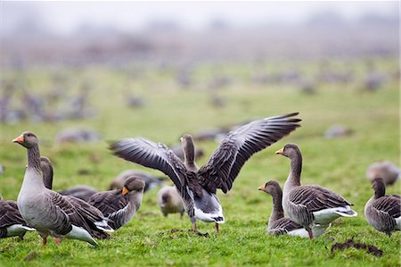 simsearch:841-07201893,k - Migrating Pink-Footed geese over-wintering near Holkham, North Norfolk coast, East Anglia, Eastern England Foto de stock - Con derechos protegidos, Código: 841-07201869